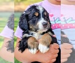 Small #3 Miniature Bernedoodle