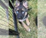 Puppy 2 German Shepherd Dog