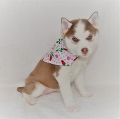 Siberian Husky Puppy for sale in LORE CITY, OH, USA