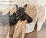 Puppy Addy French Bulldog