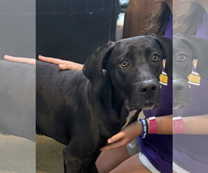 Great Dane-Unknown Mix Dogs for adoption in Oakhurst, NJ, USA