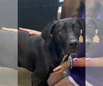 Small Great Dane Mix