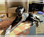 Small #2 Doberman Pinscher-Great Pyrenees Mix