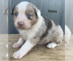 Small Photo #16 Australian Shepherd Puppy For Sale in LYNN, IN, USA