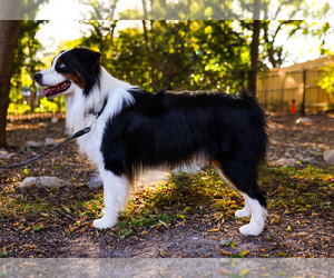 Father of the Australian Shepherd puppies born on 12/10/2022