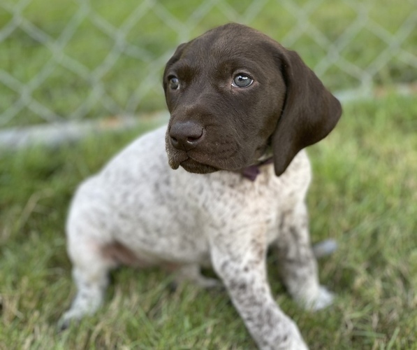 Medium Photo #4 German Shorthaired Pointer Puppy For Sale in DALLAS, OR, USA
