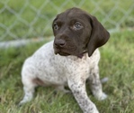Small Photo #4 German Shorthaired Pointer Puppy For Sale in DALLAS, OR, USA