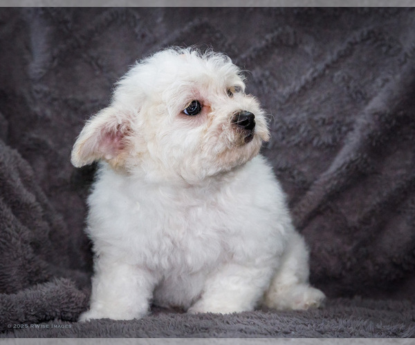 Medium Photo #4 Bichon Frise Puppy For Sale in WAKARUSA, IN, USA