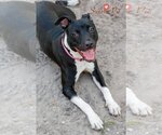 Small Photo #5 Bulldog-Labrador Retriever Mix Puppy For Sale in Sanford, FL, USA