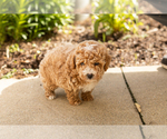 Small #4 Poodle (Miniature)