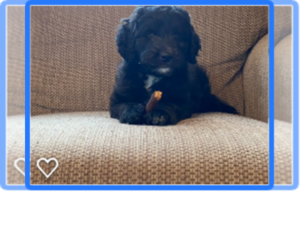 Aussiedoodle Puppy for sale in DRY RIDGE, KY, USA