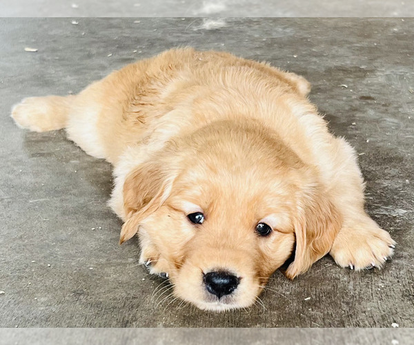 Medium Photo #2 Golden Retriever Puppy For Sale in DAKOTA, MN, USA