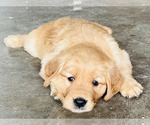 Small #1 Golden Retriever