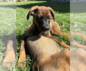 Mutt Dogs for adoption in San Diego, CA, USA