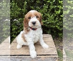 Small #3 Goldendoodle (Miniature)