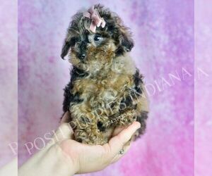 Poodle (Toy) Puppy for sale in WARSAW, IN, USA