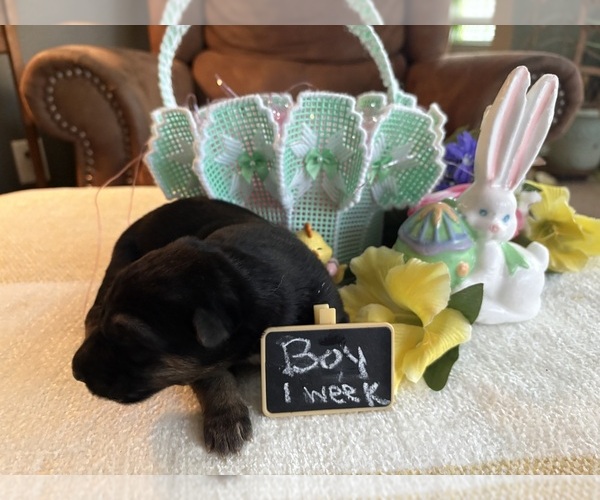 Medium Photo #7 German Shepherd Dog Puppy For Sale in SEAGROVE, NC, USA