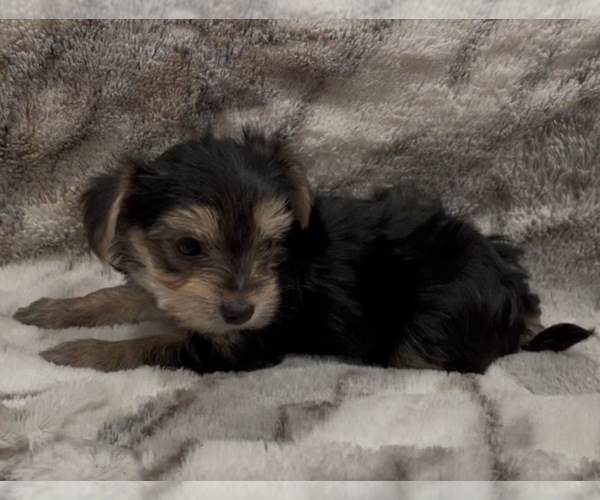Medium Photo #2 Yorkshire Terrier Puppy For Sale in MOUNT CARMEL, PA, USA
