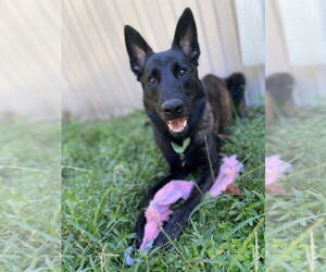 Dutch Shepherd -Unknown Mix Dogs for adoption in Imlay City, MI, USA