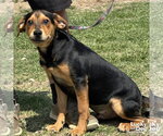 Small Retriever  Mix