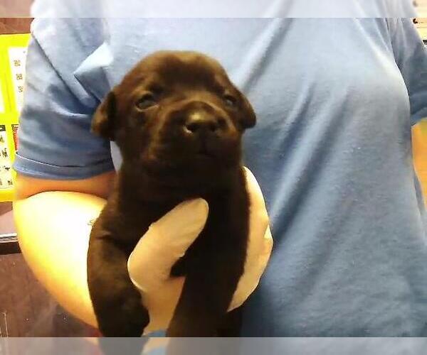 Medium Photo #1 Mutt Puppy For Sale in Tulsa, OK, USA