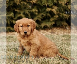 Golden Retriever Puppy for sale in GORDONVILLE, PA, USA