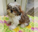 Small Shih Tzu