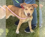 Small Catahoula Leopard Dog