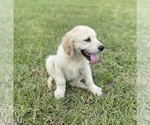 Small #14 English Cream Golden Retriever