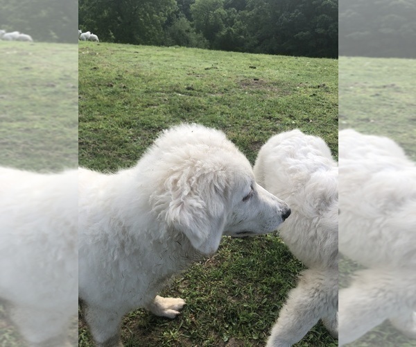 Medium Photo #13 Maremma Sheepdog Puppy For Sale in SPOKANE, MO, USA
