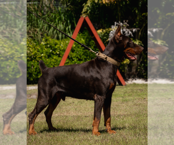 Medium Photo #12 Doberman Pinscher Puppy For Sale in FORT LAUDERDALE, FL, USA