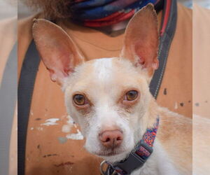 Italian Greyhuahua Dogs for adoption in Huntley, IL, USA