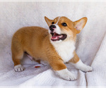 Small #5 Pembroke Welsh Corgi