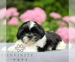 Small #3 Shih Tzu