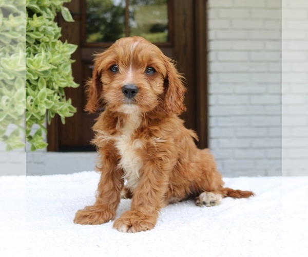 Medium Photo #1 Cavapoo (Miniature) Puppy For Sale in NARVON, PA, USA