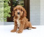 Small Cavapoo (Miniature)