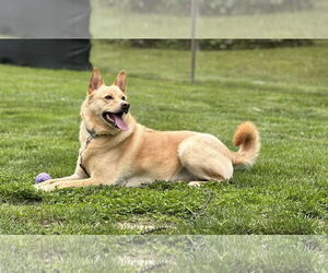 Vaquita - Female Unknown-white german shepherd Mix Dog for Adoption - Photo #2