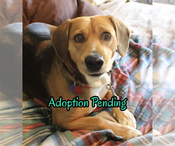 Medium Photo #1 Beagle-Unknown Mix Puppy For Sale in Dunnellon, FL, USA