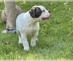 Small #7 American Bulldog