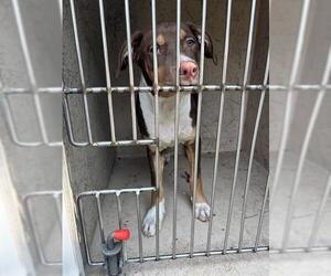 American Bulldog-Labrador Retriever Mix Dogs for adoption in Oklahoma City, OK, USA
