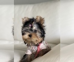 Small Photo #5 Yorkshire Terrier Puppy For Sale in CORAL SPRINGS, FL, USA