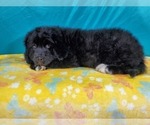 Small Photo #6 Golden Mountain Dog Puppy For Sale in PEYTON, CO, USA