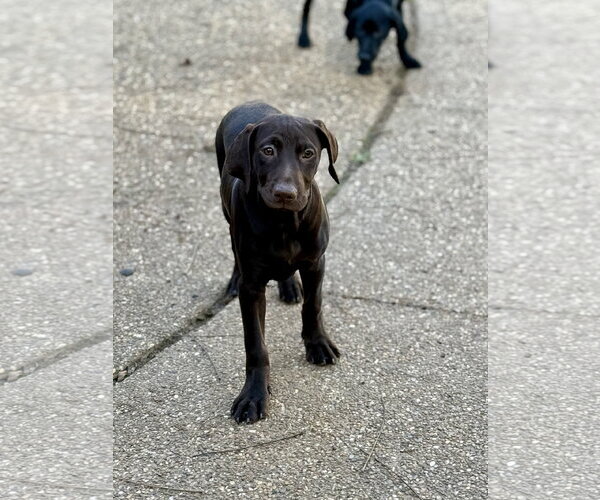 Medium Photo #1 Labrador Retriever-Miniature Pinscher Mix Puppy For Sale in Texarkana, TX, USA