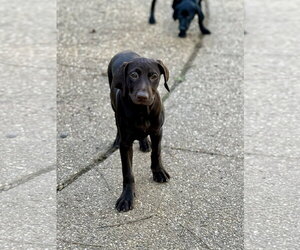 Labrador Retriever-Miniature Pinscher Mix Dogs for adoption in Texarkana, TX, USA