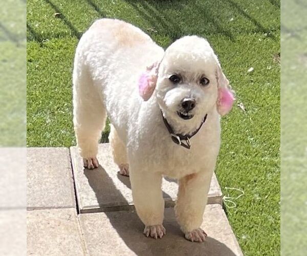 Medium Photo #1 Mutt Puppy For Sale in Lewistown, PA, USA