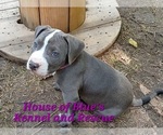 Small #21 American Pit Bull Terrier