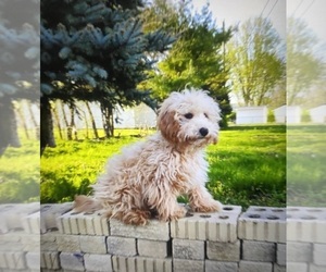 Poodle (Miniature) Puppy for sale in INDIANAPOLIS, IN, USA