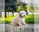 Small Poodle (Miniature)
