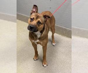 Mutt Dogs for adoption in Las Vegas, NV, USA
