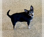 Small #4 Chihuahua Mix